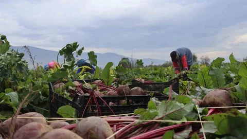 İzmir'de Kırmızı Pancar Hasadı Devam Ediyor