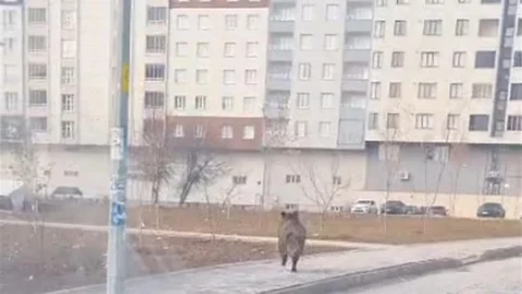 Bitlis'te Yaban Domuzu Paniği Yaşandı