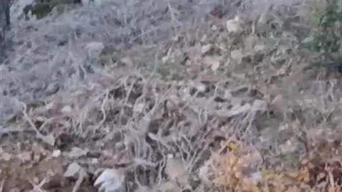 Alanya’da yerleşim alanına yakın bölgede kurt görüntülendi