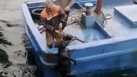 Lapseki'de Denize Düşen Köpeğe Yardım