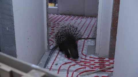 İncirliova'da Oklu Kirpi Kurtarıldı