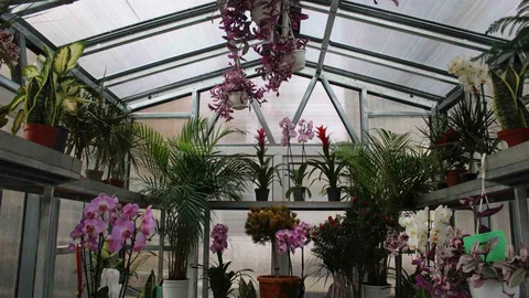 Ankara'da Çiçek Doktoru Ersan