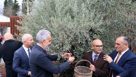 Stratonikeia'da Zeytin Festivali Yapıldı