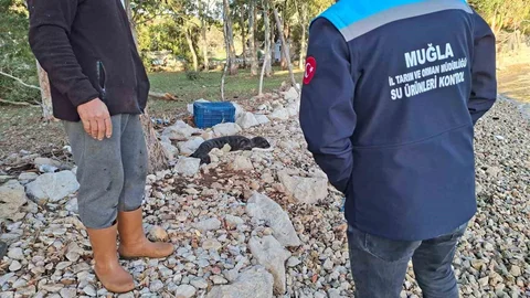 Yavru Akdeniz Foku Muğla'da Kurtarıldı