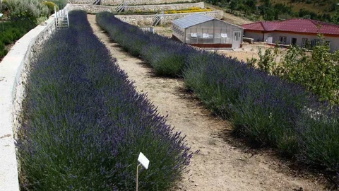 Eskişehir'de Tıbbi Aromatik Bitki Çalışmaları