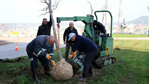 Kocaeli Tramvay Hattı İçin Ağaçlar Yeniden Hayat Bulacak