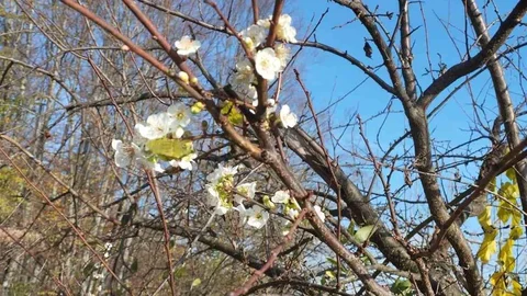 Karabük'te Erik Ağacı Çiçek Açtı
