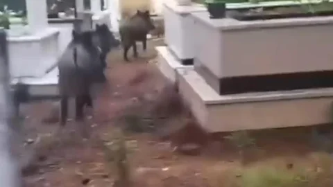 Marmaris'te Domuz Sorunu Devam Ediyor