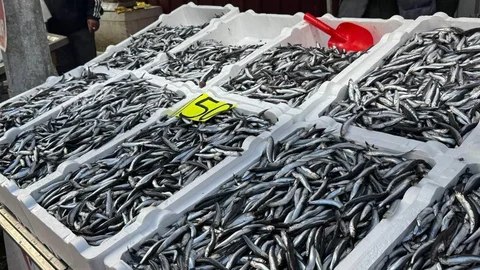 Zonguldak'ta Hamsi Fiyatları Yükseldi