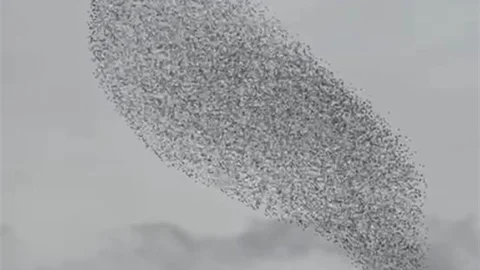 Karapınar'da Sığırcıkların Dansı