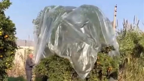 Adana'da Mandalina Koruma Yöntemi