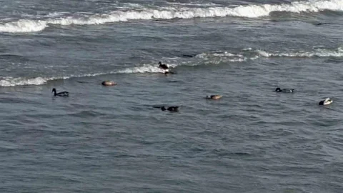 Ordu'da Yaban Ördekleri Sürüsü Görüntülendi