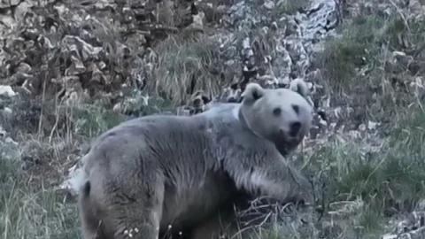 Erzincan'da Kış Uykusuna Hazırlanan Ayılar