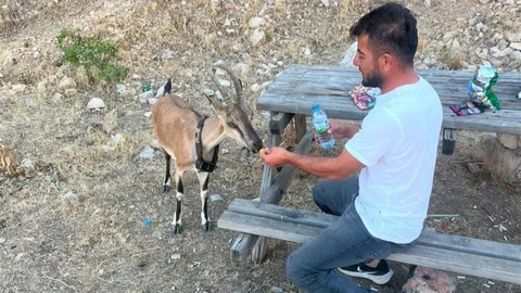 Yozgat'ta Dağ Keçisi Beslendi