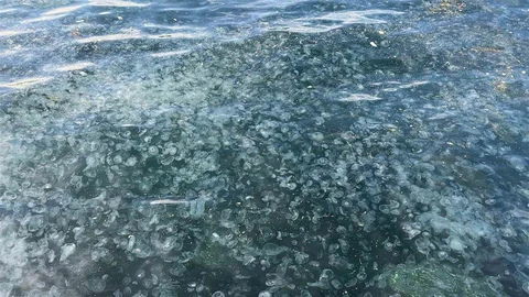 Üsküdar’da hayrete düşüren görüntü: Binlercesi kıyıya vurdu