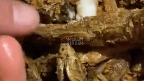 Tüketici Şikayeti: " Balıklar Perişan Halde! " Mersin'de Bir Aile Yanmış Yağ İddiasıyla Balıkçıya Tepki Gösterdi