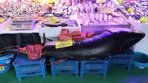 Eskişehir'de Görülen 280 Kiloluk Orkinos