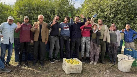 Türkiye’nin Limon Başkenti Erdemli’de Hasat Zamanı: Depoluk Hasat Başladı!