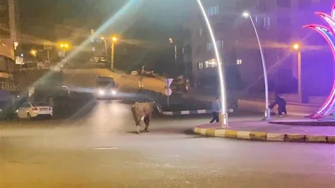 Karabük'te Büyükbaş Hayvanlar Trafiği Engelledi