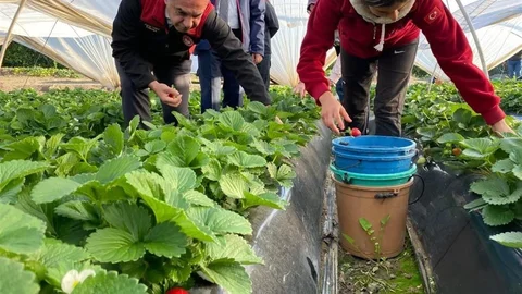 Sultanhisar Çileği'nde Hasat Sevinci Başladı