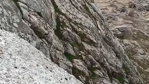 Elazığ'da Dağ Keçileri Görüntülendi