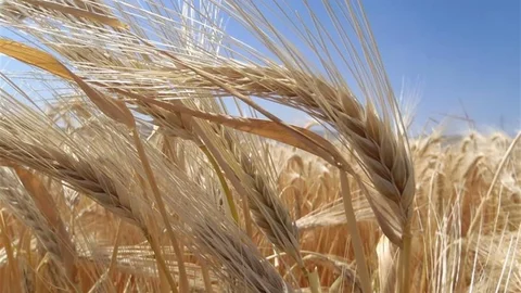 Kuraklık Arpa Ekimini Artırıyor Bursa'da