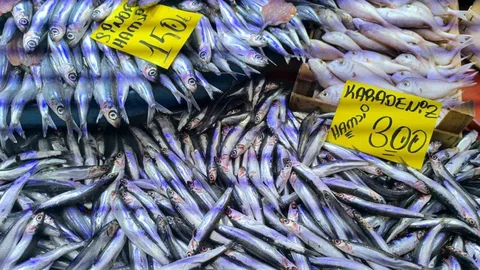 Hamsi Sezonu Afyonkarahisar'da Başladı