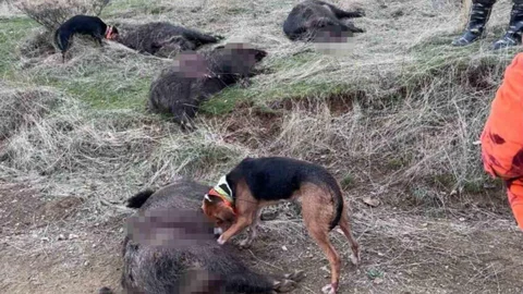 Elazığ'da Domuz Avı Yapıldı