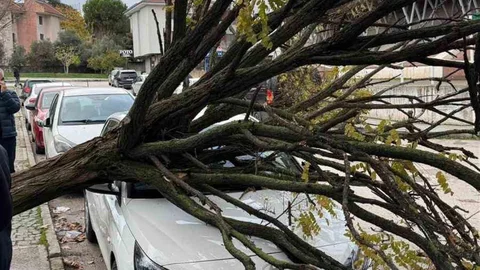 Bursa'da Ağaç Devrilmesi Panik Yarattı