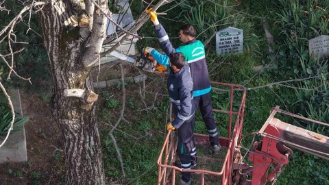 Başiskele'de Budanan Ağaç Dalları Dağıtılıyor