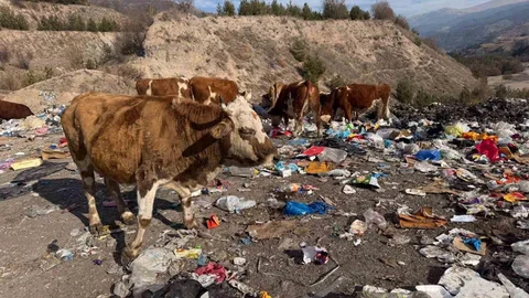 Ardahan'da Hayvanlar Çöplükte Besleniyor