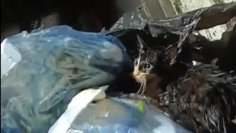 Bodrum'da Çöpe Atılan Kedi Kurtarıldı