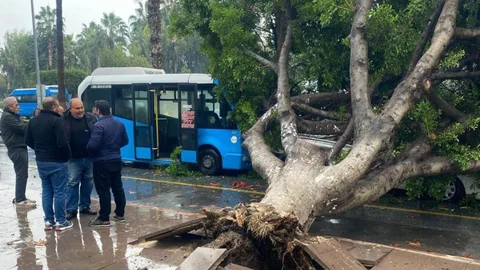 Mersin Sahil Yolu'nda Devrilen Ağaç Araçları Ezdi