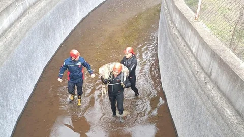 Ordu'da Karaca Kurtarıldı