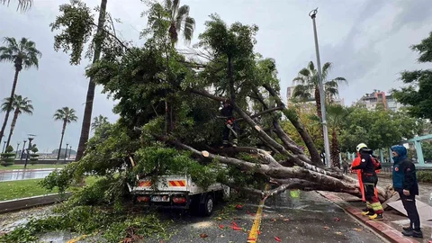 Mersin'de Devrilen Ağaç Üç Araca Zarar Verdi