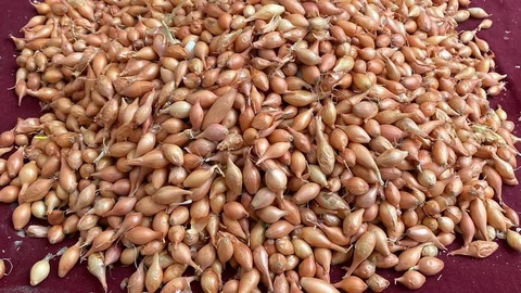 Manisa'da Soğan Dikim Zamanı Uyarısı