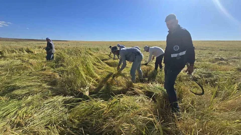 Karacadağ Pirinci Zengin Mineral İçeriyor