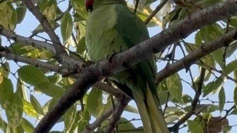 Samsun'da Pakistan Papağanları Görüntü Veriyor