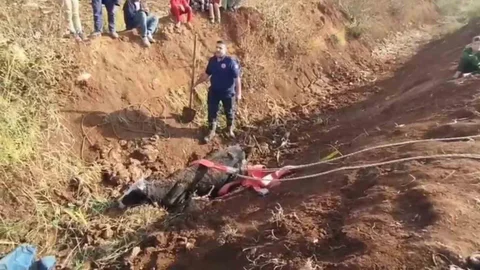 Şanlıurfa'da Tahliye Kanalına Düşen İnek Kurtarıldı