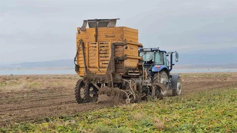 Adilcevaz'da Pancar Sökümü Devam Ediyor