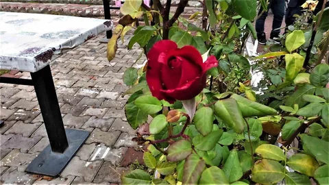 Yozgat'ta Aralık ayında güller açtı