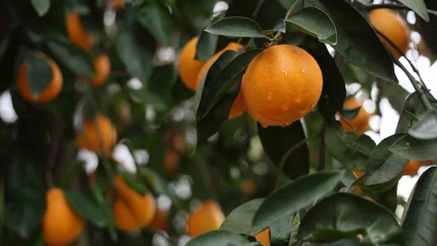 Adana'da 4 Gün Süren Yağışlar Çiftçiyi Sevindiriyor