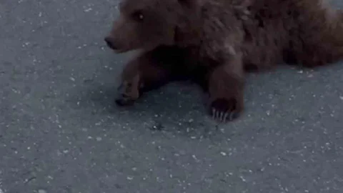 Karabük'te Yaralı Yavru Ayı Kurtarıldı