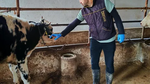 Tekirdağ'da Şap Hastalığı Aşılaması