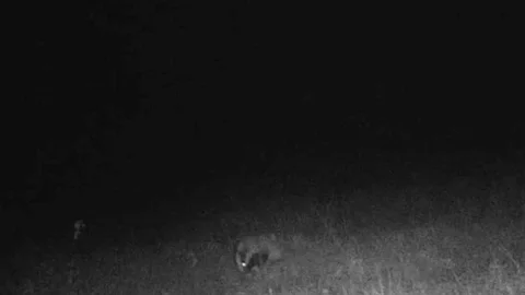 Tekirdağ'da Yaban Hayatı Görüntülendi