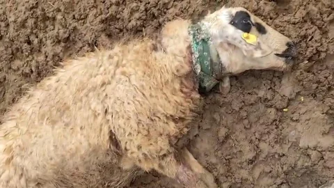 Şanlıurfa'da Kurt Saldırısı