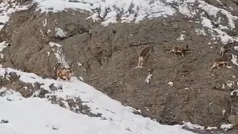 Güzeldere'de Dağ Keçileri Görüntülendi