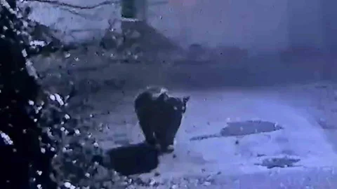 Rize'de Ayı Güvenlik Kamerasına Yansıdı