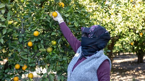 Mersin Kan Portakalı Coğrafi İşaret Aldı: Kadın Kooperatifi Ab Tescili İçin Kolları Sıvadı!