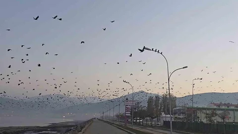 Tatvan'da Binlerce Karga Gökyüzünü Kararttı